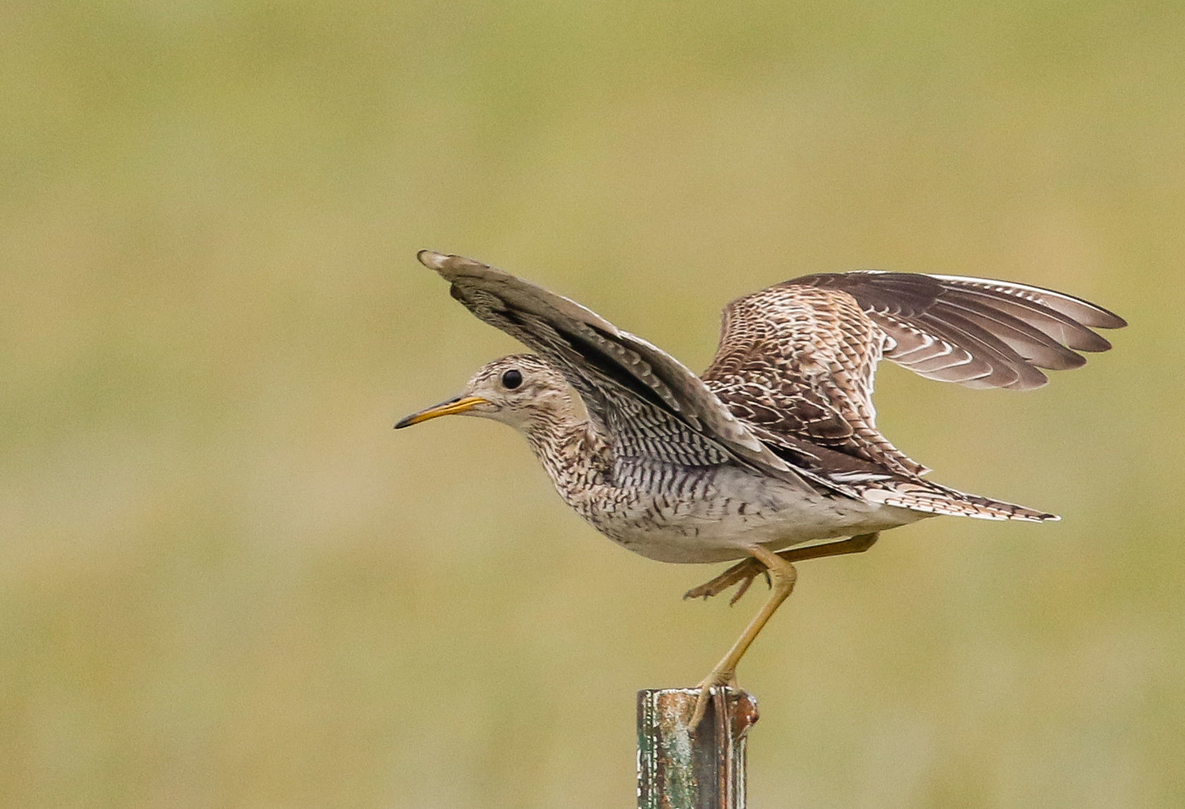 Upland Sandpiper
